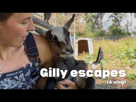 Gilly escapa - un vlog