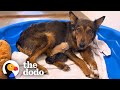 Mama Dog Who Lost Her Puppies Was Heartbroken Until She Got Kittens The Dodo