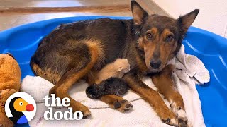 Mama Dog Who Lost Her Puppies Was Heartbroken Until She Got Kittens | The Dodo by The Dodo