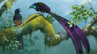 Nature and Wildlife ♦ BEAUTIFUL ANIMALS and BIRDS