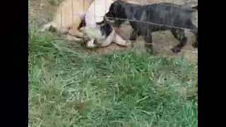 Presa Canario Puppies Sale in Spalding County, GA