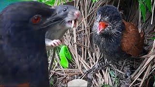 Download lagu BY THE DAY, THE FOOD FOR CHILDREN'S BIRD IS GETTING STRANGER mp3