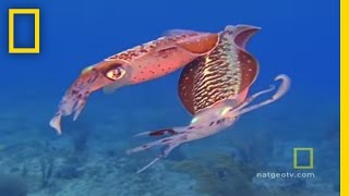 Caribbean Gulf | Exploring Oceans