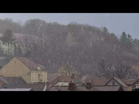 Babje pšeno v Ljutomeru