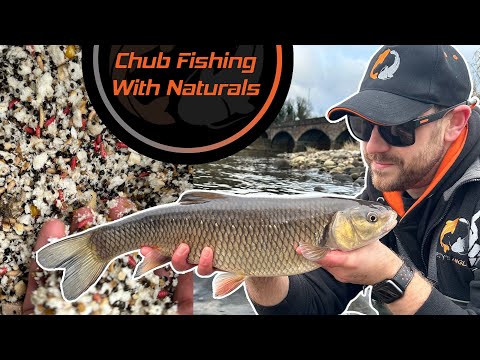 Feeder Fishing For Chub With Naturals !