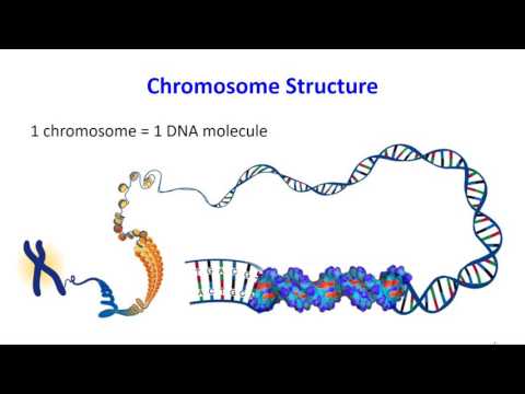 Chromosomes and Genes