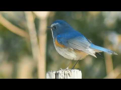 About Time Theme (from "About Time") - Nick Laird-Clowes