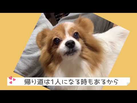 #ワンワンU・x・Uお悩み相談室 1️⃣1️⃣0️⃣〜坂井市の「チェリーちゃん」🌸小学校に入学する皆さん！通学路の練習をしようね