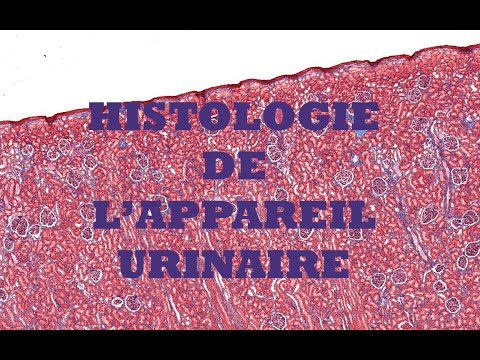 Histologie du système urinaire