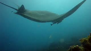 Manta Ray and Inaki aizpun