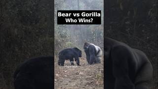 Download lagu Gorilla vs Bear: The Wildest Knockout You’ll Ever See! 고릴라 VS 곰 mp3