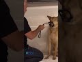 Cesar gets BITTEN by aggressive Dog! #shorts