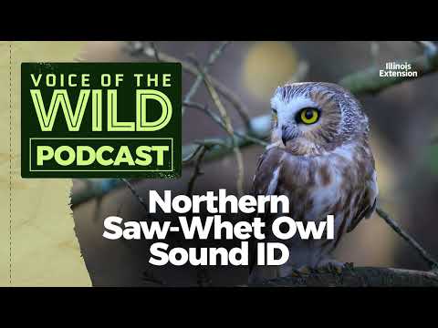 Potĺk píľkový — Northern Saw-whet Owl