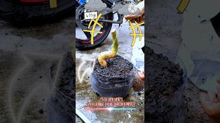 Download lagu Tanam serut dongkelan mp3 Download lagu Tanam serut dongkelan mp3