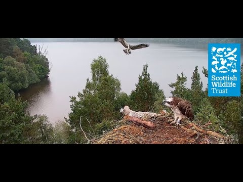 Second Osprey Chick LR2 Fledges and Gains Confidence - Loch of the Lowes osprey webcam (2021)