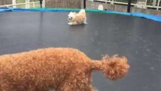 わんわんトランポリン3