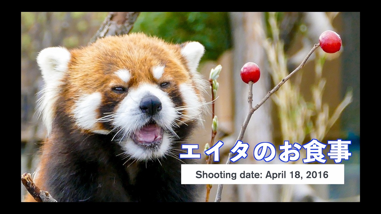 レッサーパンダ“エイタ”春のお食事タイム（2016年4月18日撮影）