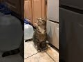 Gray Tabby Cat Meowing At Kitchen