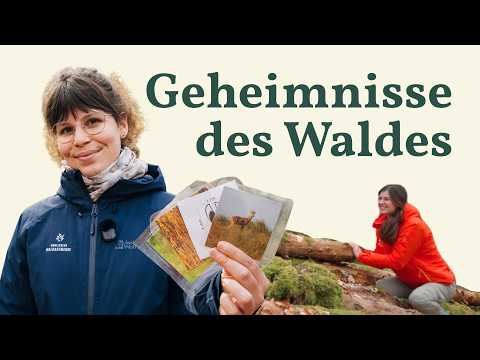 Waldpädagogik: Ameisen lenken, Spuren lesen lernen!