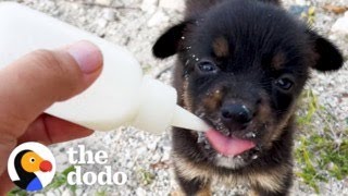 Abandoned Puppy Walks Up To A Study Abroad Student And Asks Her For Help | The Dodo by The Dodo