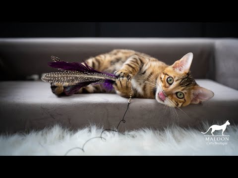 HOW MUCH THE BENGAL KITTENS LOVE TO PLAY? | Harrison will show you their real nature
