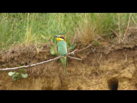 Vlhy pestré [Jan Martinek]