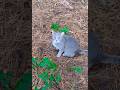 Aww Beautiful Gray Tabby Meows For Pets ️ Shorts
