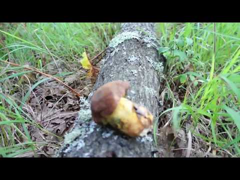 Kako prepoznati otrovni vrganj-gljive, pecurke