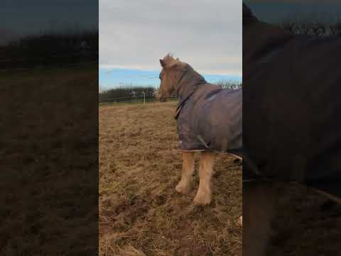 My horses being weirdos for 52 seconds #Slay #fypシ゚viral #equestrian