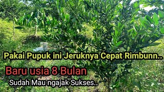 Download lagu The Secret to a Quickly Growing Orange Tree and a Fast Harvest. mp3