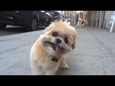 &Icirc;ți crește glicemia de dulce ce e! Milioane de oameni s-au &icirc;ndrăgostit de el la prima vedere! Tu crezi că &icirc;i reziști? (VIDEO)