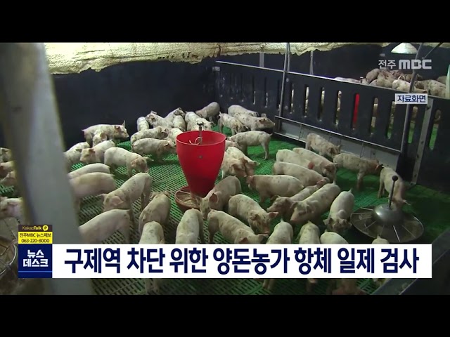 구제역 차단 위한 양돈 농가 항체 일제 검사