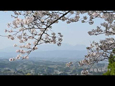 豊後大野の桜 2021