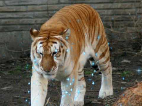 Tribute to Tigers!!!