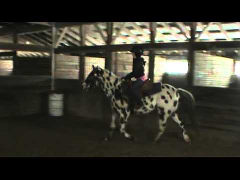 Spot 12yr old Pintaloosa Pony