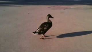 Limping Duck