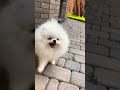 Cute Pomeranian Dog Status Video Tiktok Chintu Tv Shorts Statusvideo Latestviralvideo