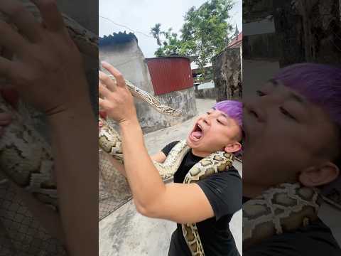 Để rắn lên động cơ ô tô và đi bao xa để chín? #challenge #shorts