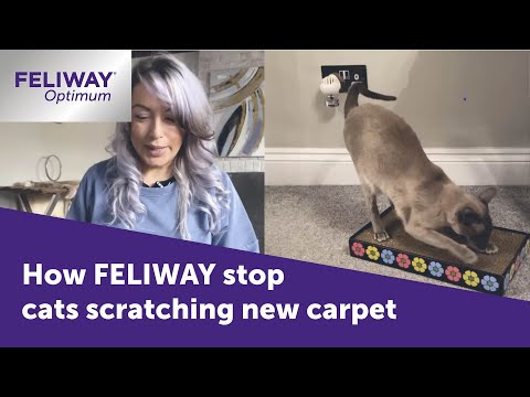 How FELIWAY Optimum stop cats scratching new carpet