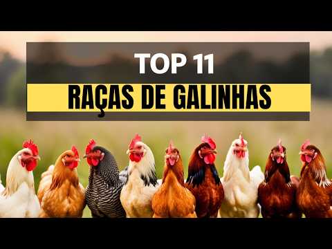 Principais Raças de Galinhas no Brasil | NÃO COMECE SEM UMA DELAS