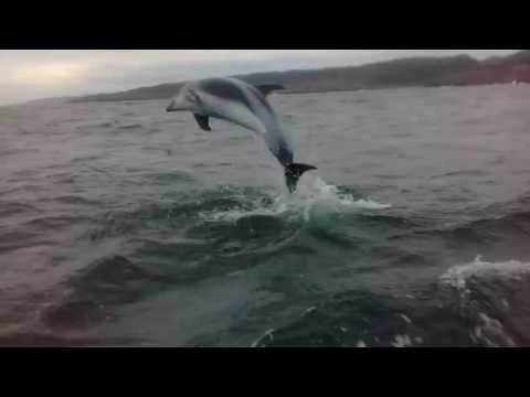 Баренцево море(дельфины)