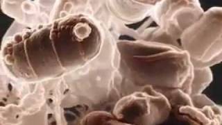 Origin of Life 1. Life Came From Other Planets. Myth of the Organic Soup & Abiogenesis