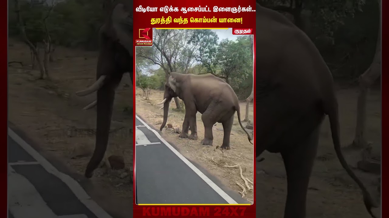 வீடியோ எடுக்க ஆசைப்பட்ட இளைஞர்கள்.. துரத்தி வந்த  யானை.. | Erode | Elephant  Komban | Kumudam News