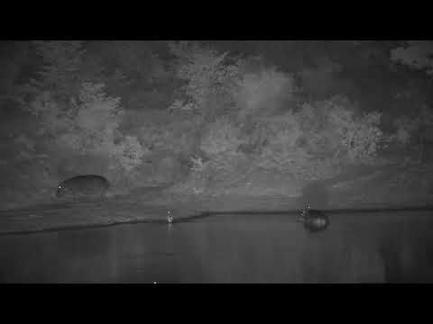 Djuma: Two Hippos with one leaving and a Grey Heron - 02:36 - 11/05/2023