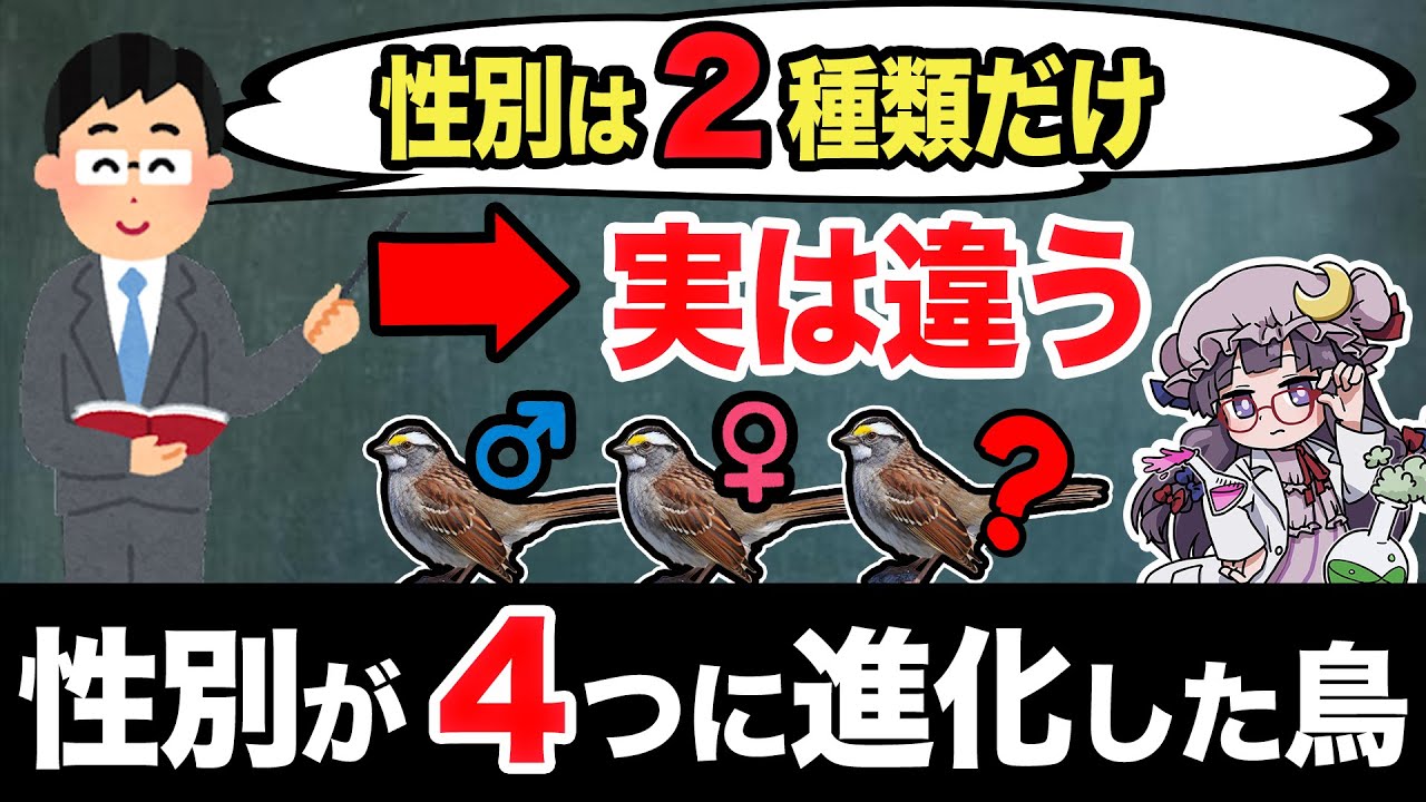 【ゆっくり解説】性別は２つだけとは限らないことを証明する小鳥ノドジロシトド