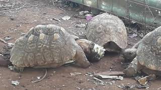 preview picture of video 'Tortoise Farm at Holy land Kenya'