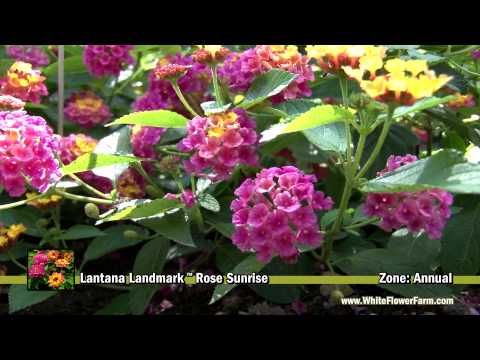 download lagu mp3 mp4 Lantana Annual Or Perennial, download lagu Lantana Annual Or Perennial gratis, unduh video klip Lantana Annual Or Perennial
