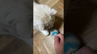 【猫動画】寝る前の猫たち #猫のいる暮らし #ねこがいる幸せ #猫かわいい