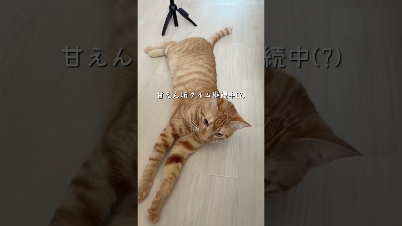 最後は想像できなかった#犬 #猫