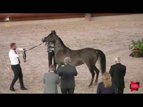 N 82 AGIANNA MONISCIONE   Italian Nationals 2019   4 6 Years Old Mares Class 7